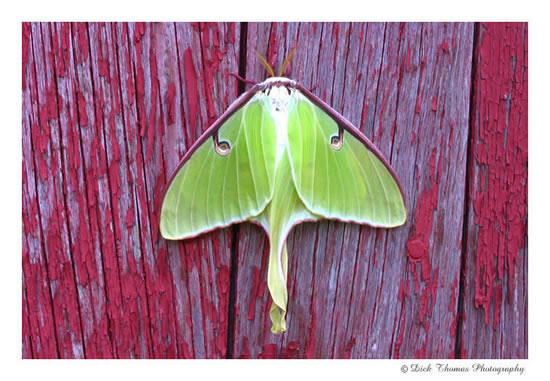 Luna Moth